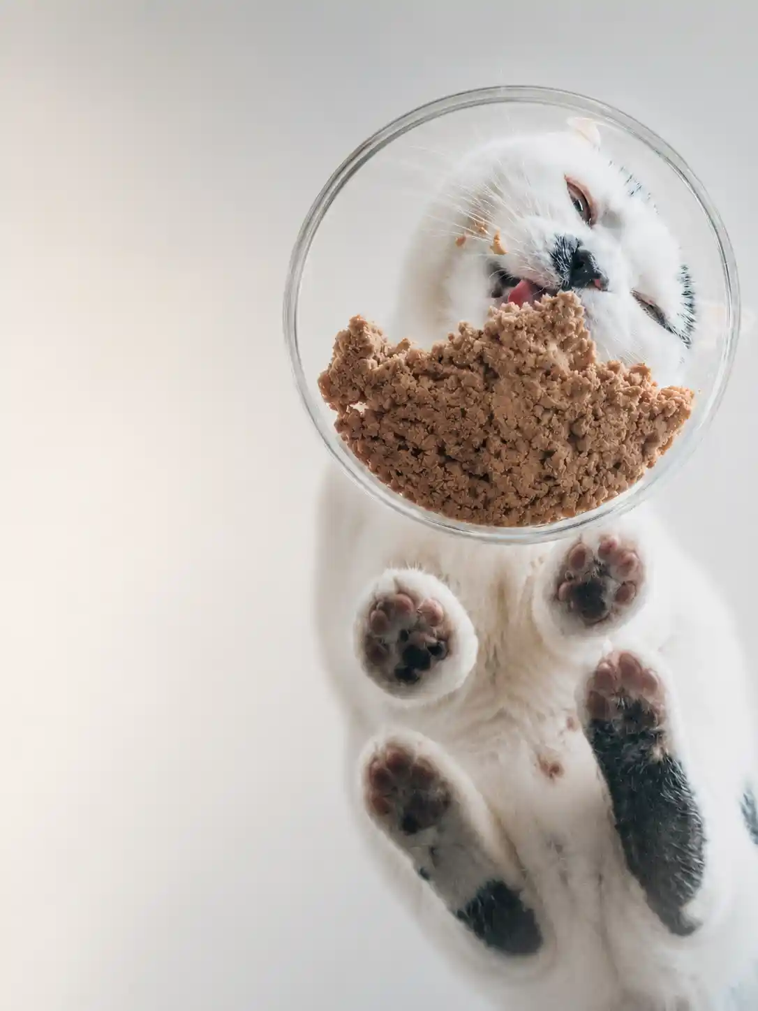 Cat licking its lips after a fresh meal