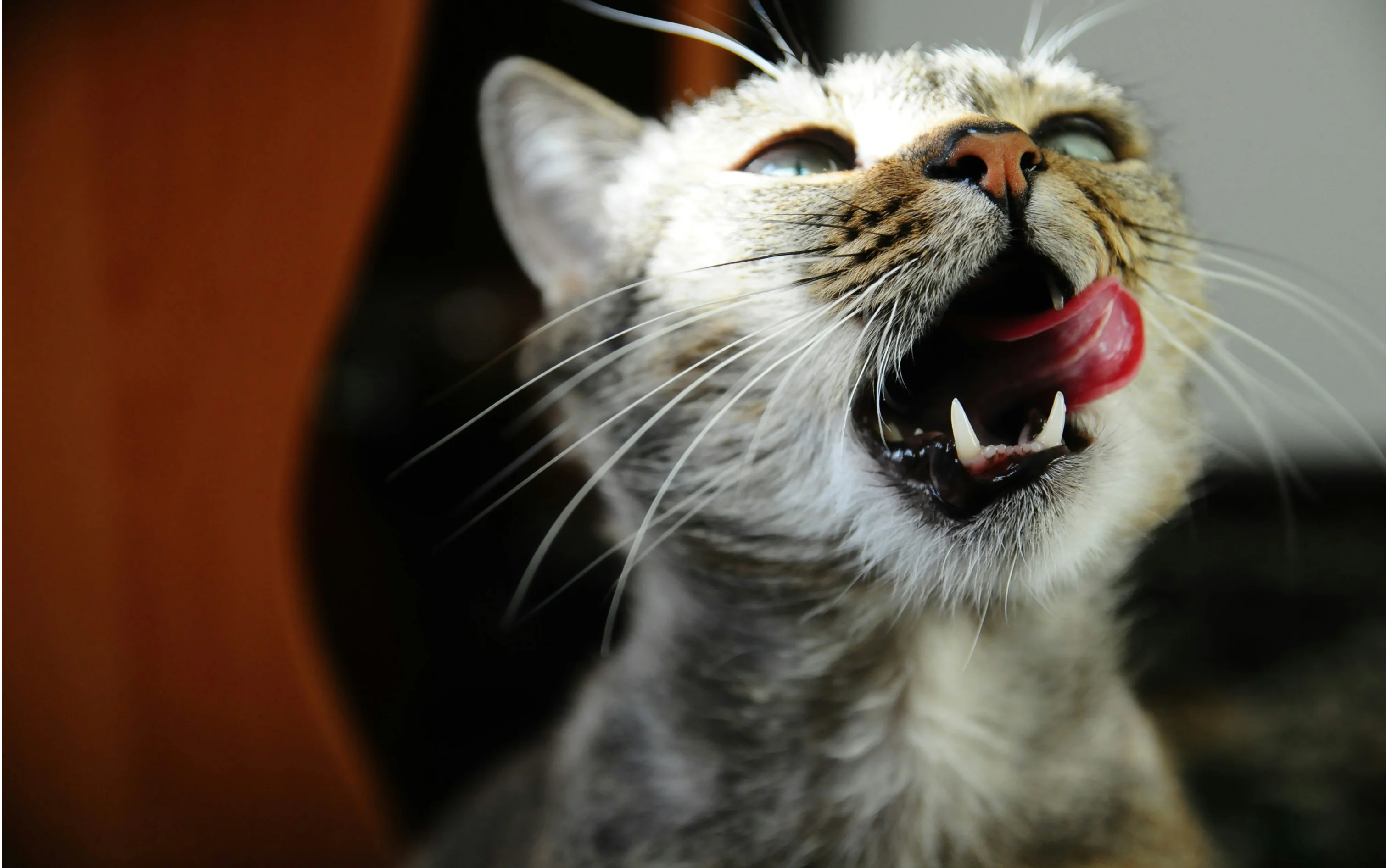 Cat licking its lips after a fresh meal