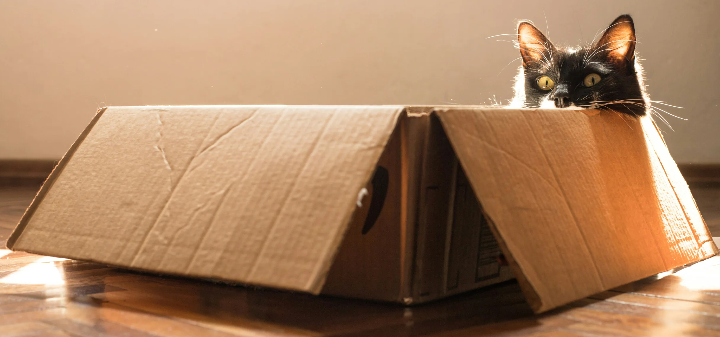 Black cat peeking out of a cardboard box on a sunlit wooden floor