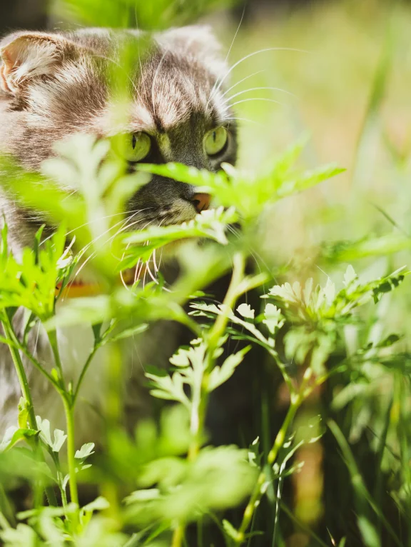 Curious cat peeking through garden greenery
