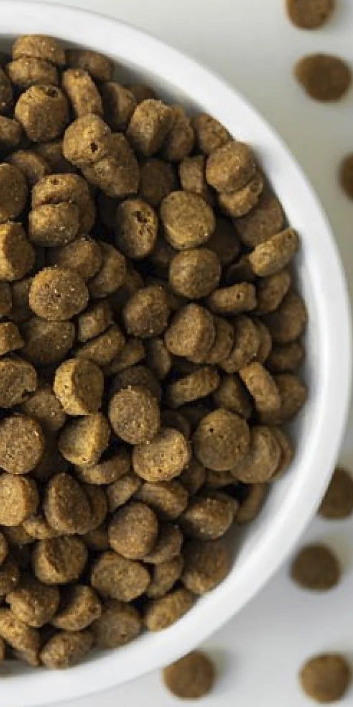 Kibble in a bowl