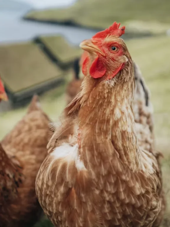 Free-range chicken close-up