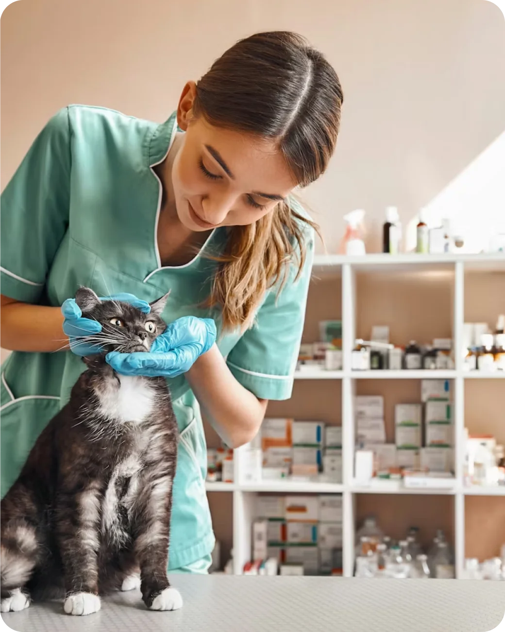 Vet examining a cat